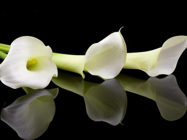 Ostatnie pożegnanie